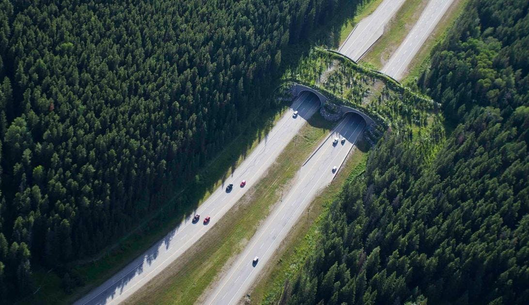 A wildlife overpass on Highway 1 in Banff National Park as seen from an aerial view.