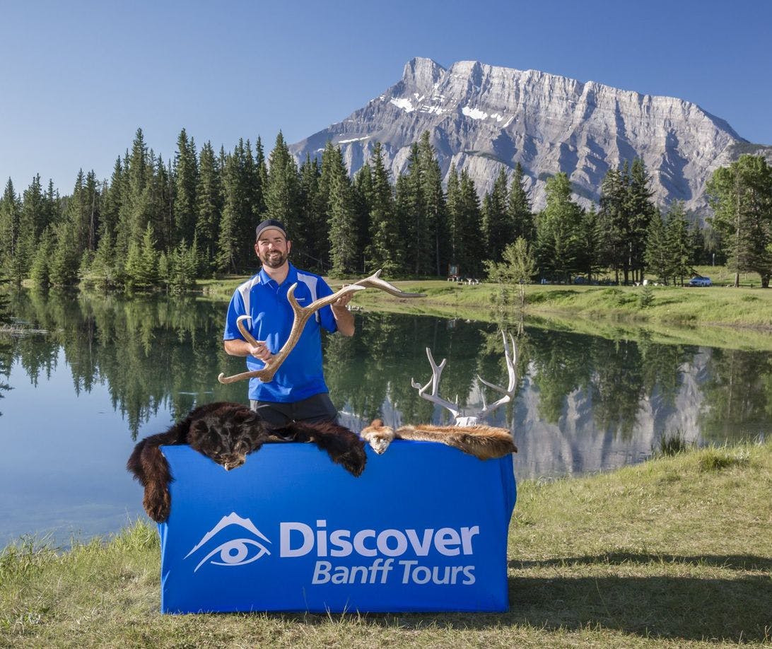 Discover Banff Tours Wildlife Safari Summer Sightseeing in Banff