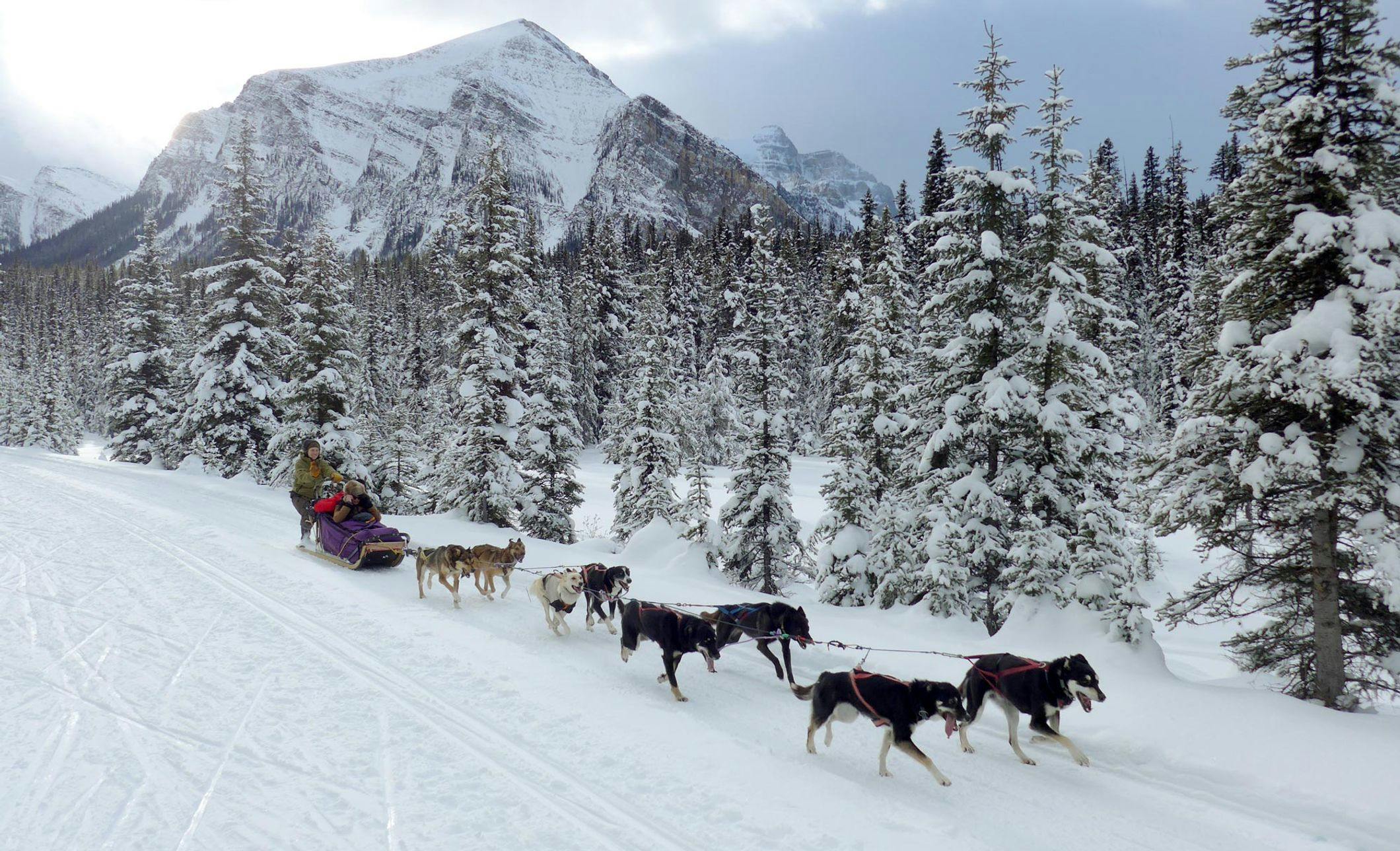Dogsledding along the Great Divide Trail in Banff National Park, AB