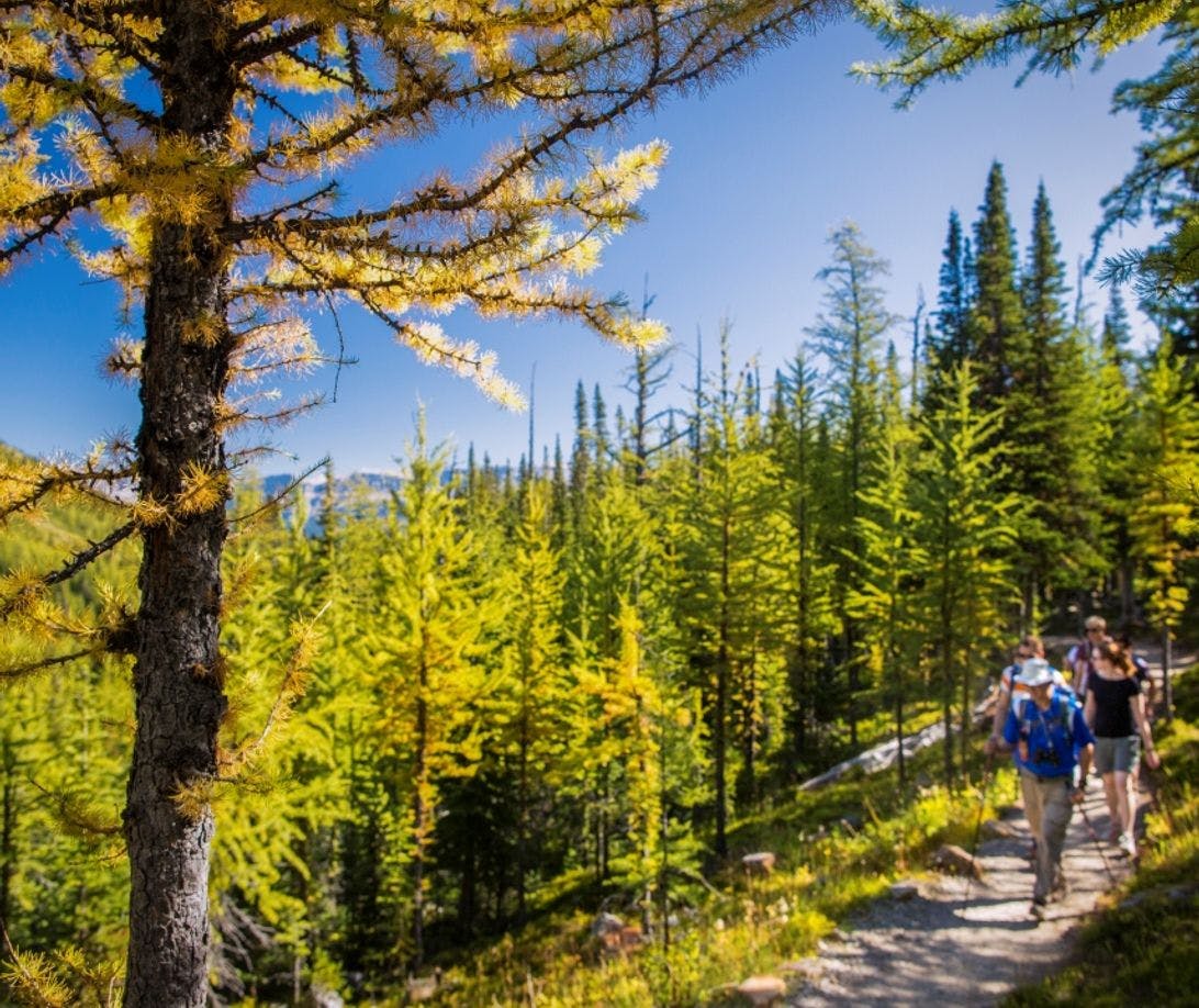 Discover Banff Tours Hike in a larch forest in the fall in Banff National Park.