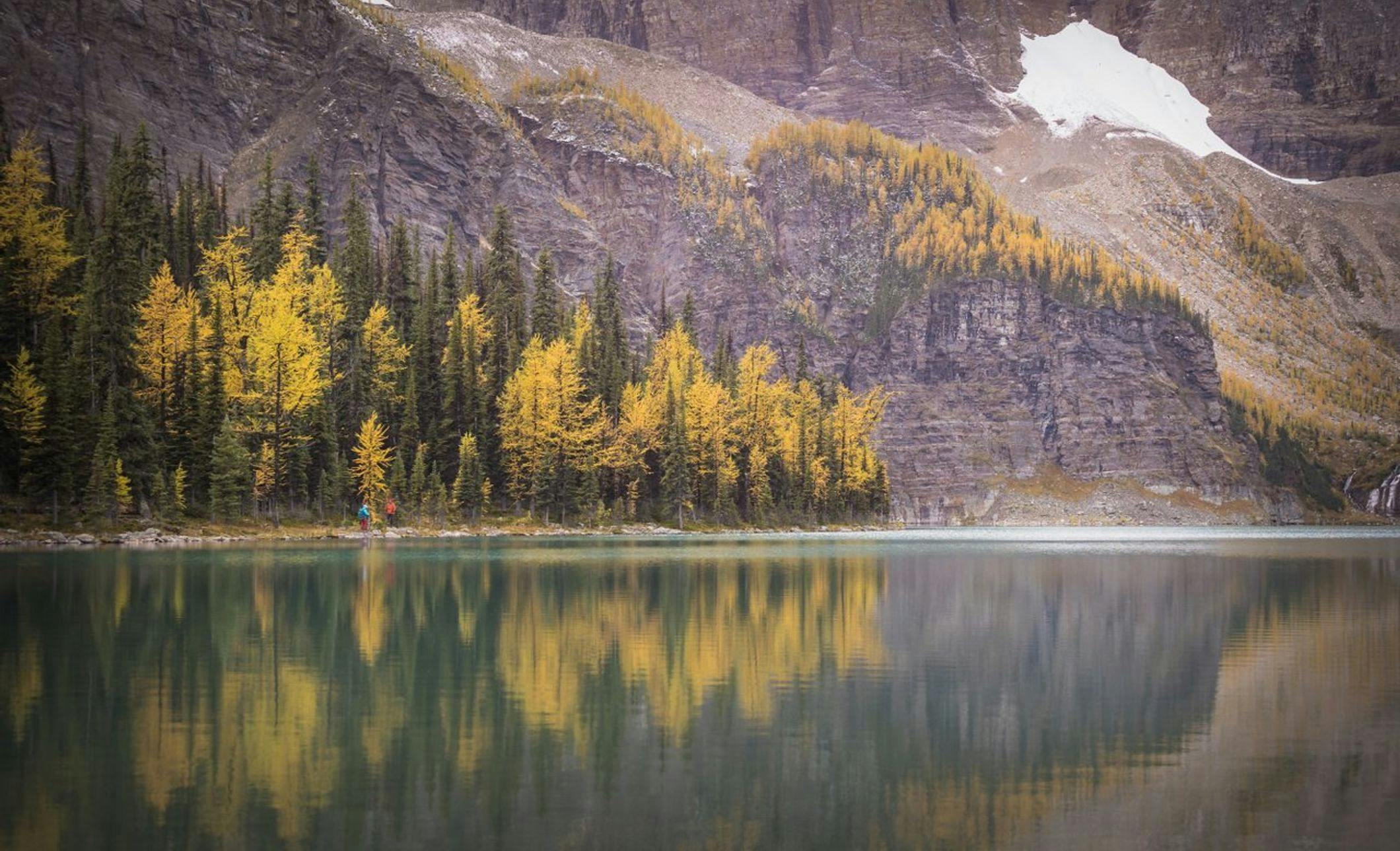 Larches reflect in Taylor lake in Banff National Park in the Canadian Rockies