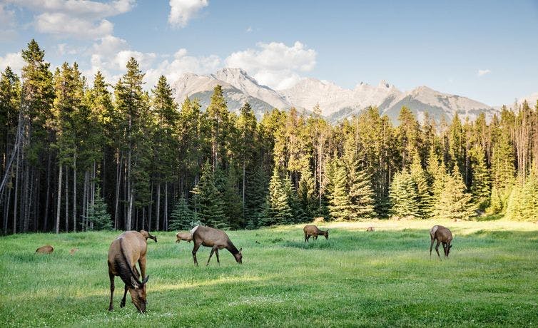 Banff National Park Wildlife