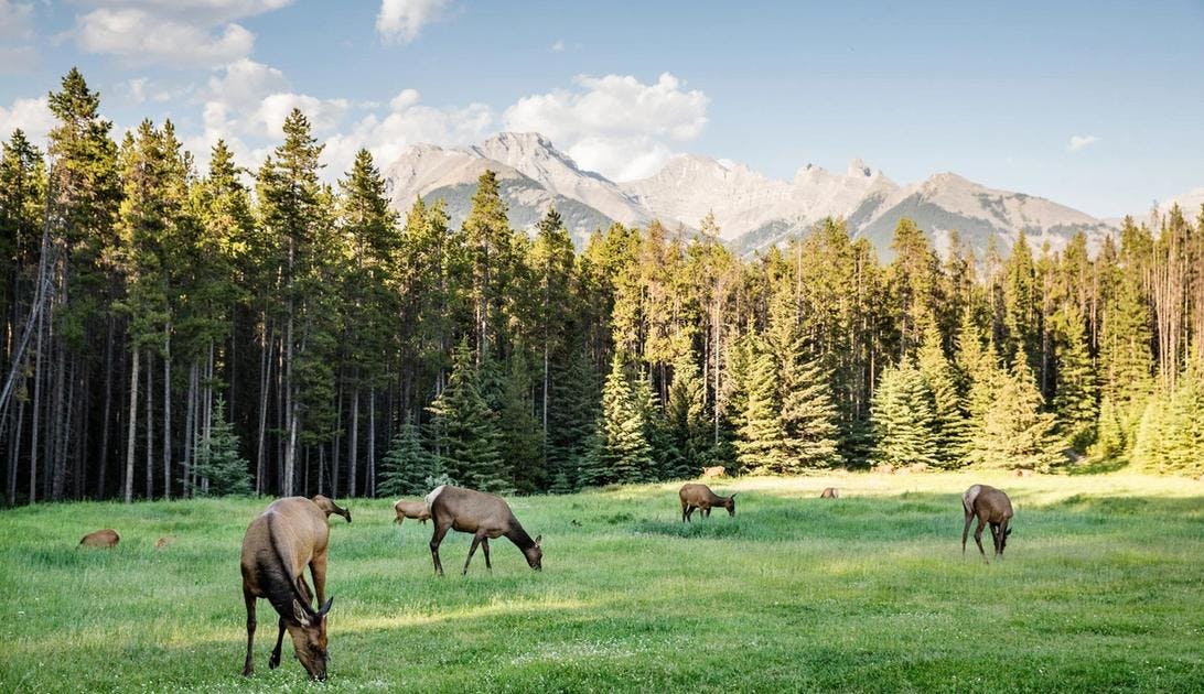 Banff National Park Wildlife