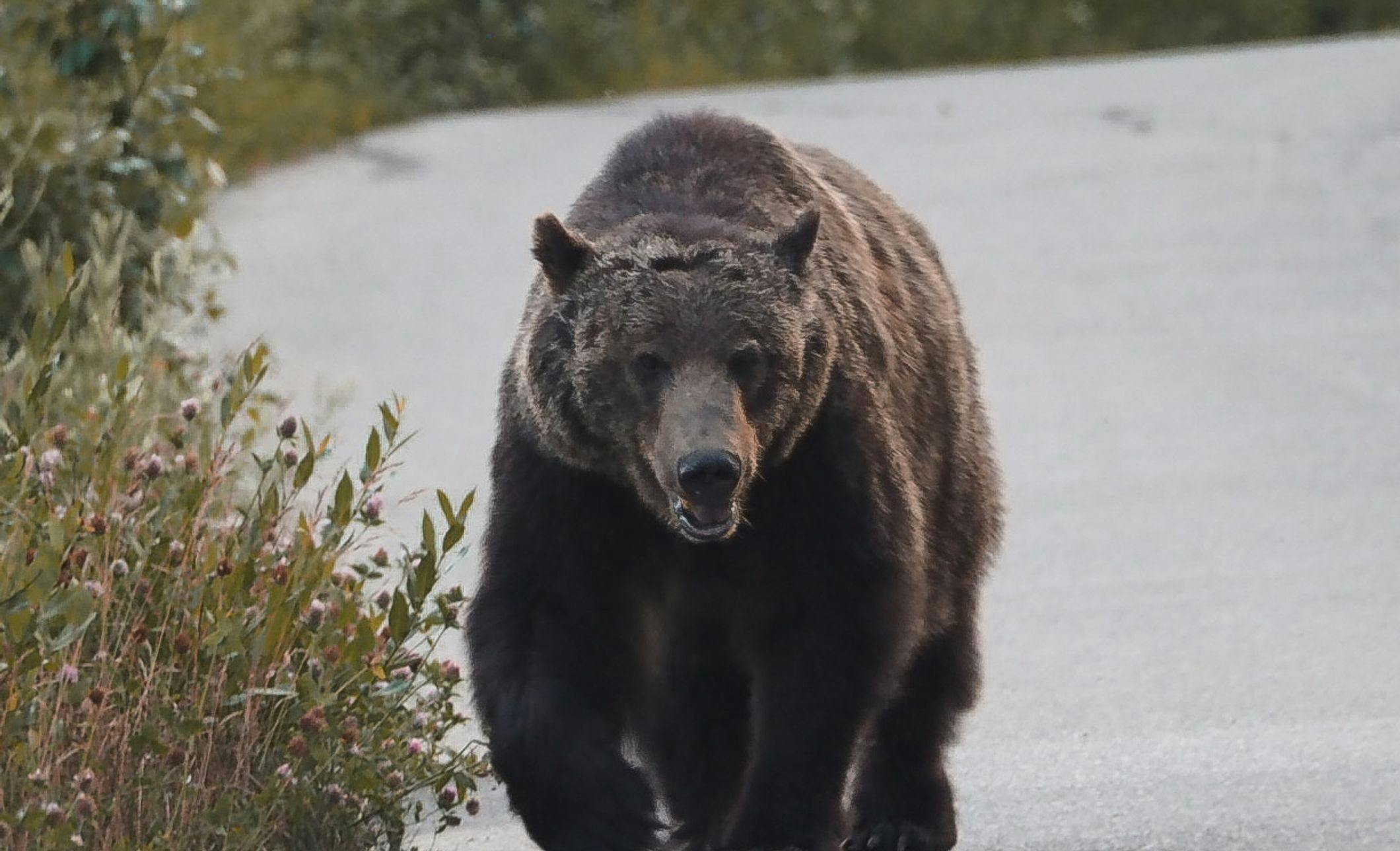 A bear walks down Vermilion Lakes Legacy Trail.