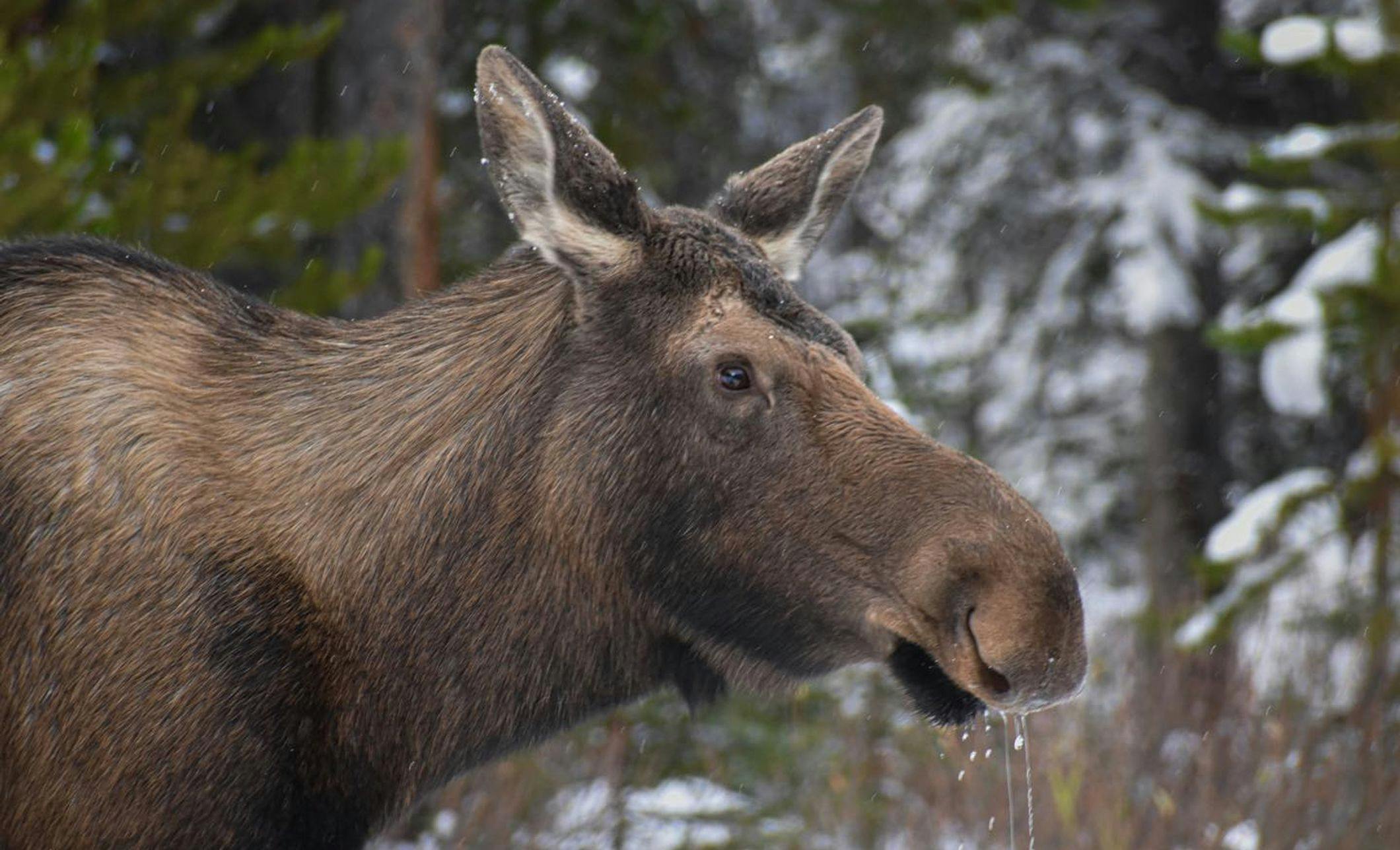 Moose at Lake Louise