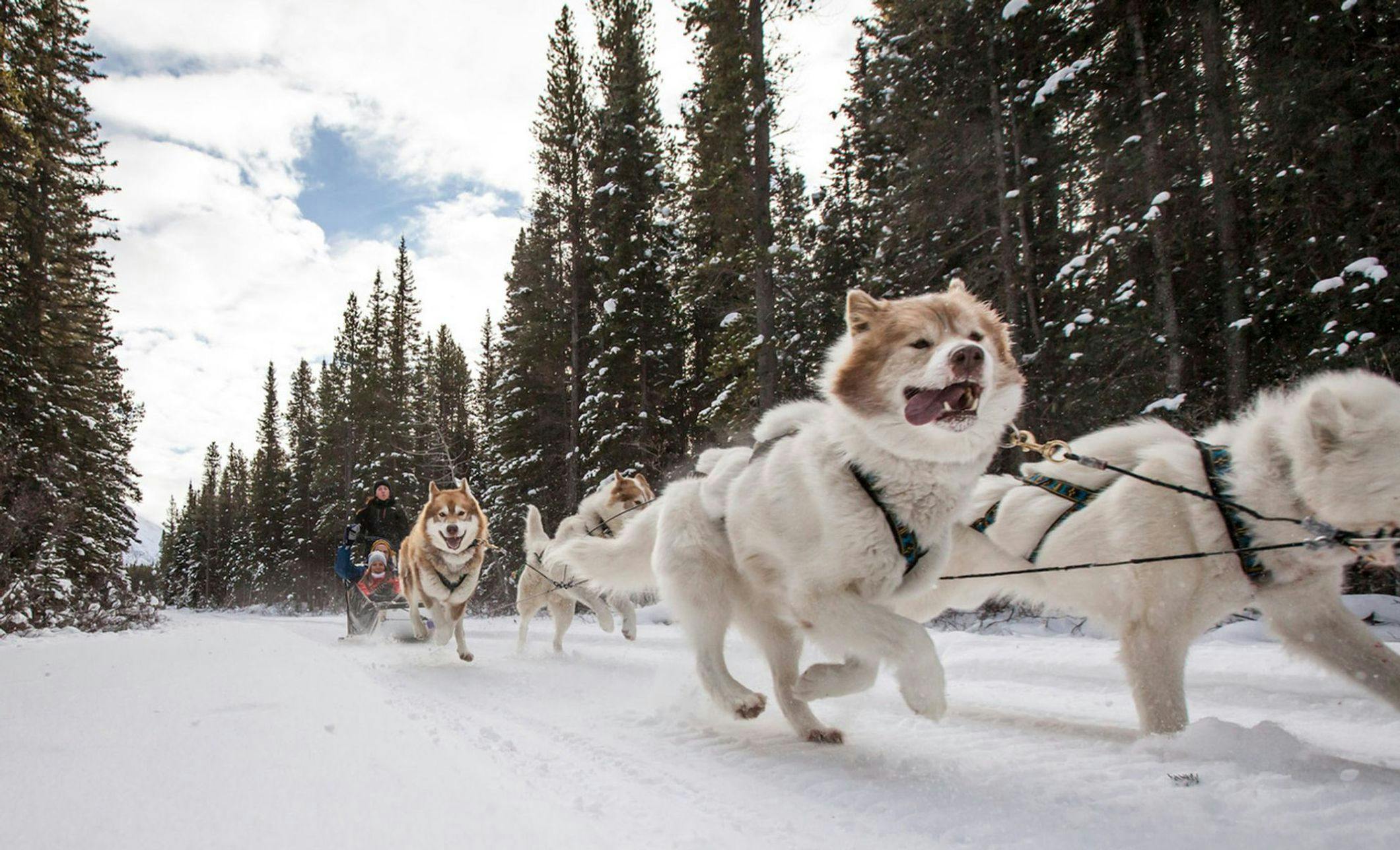 Dogsledding through Banff National Park is a classically Canadian activity that is a must do for any travellers to Banff and Lake Louise