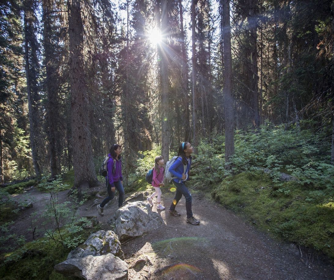 A family hikes along a path through a dense forest with the summer sun peeking through the trees