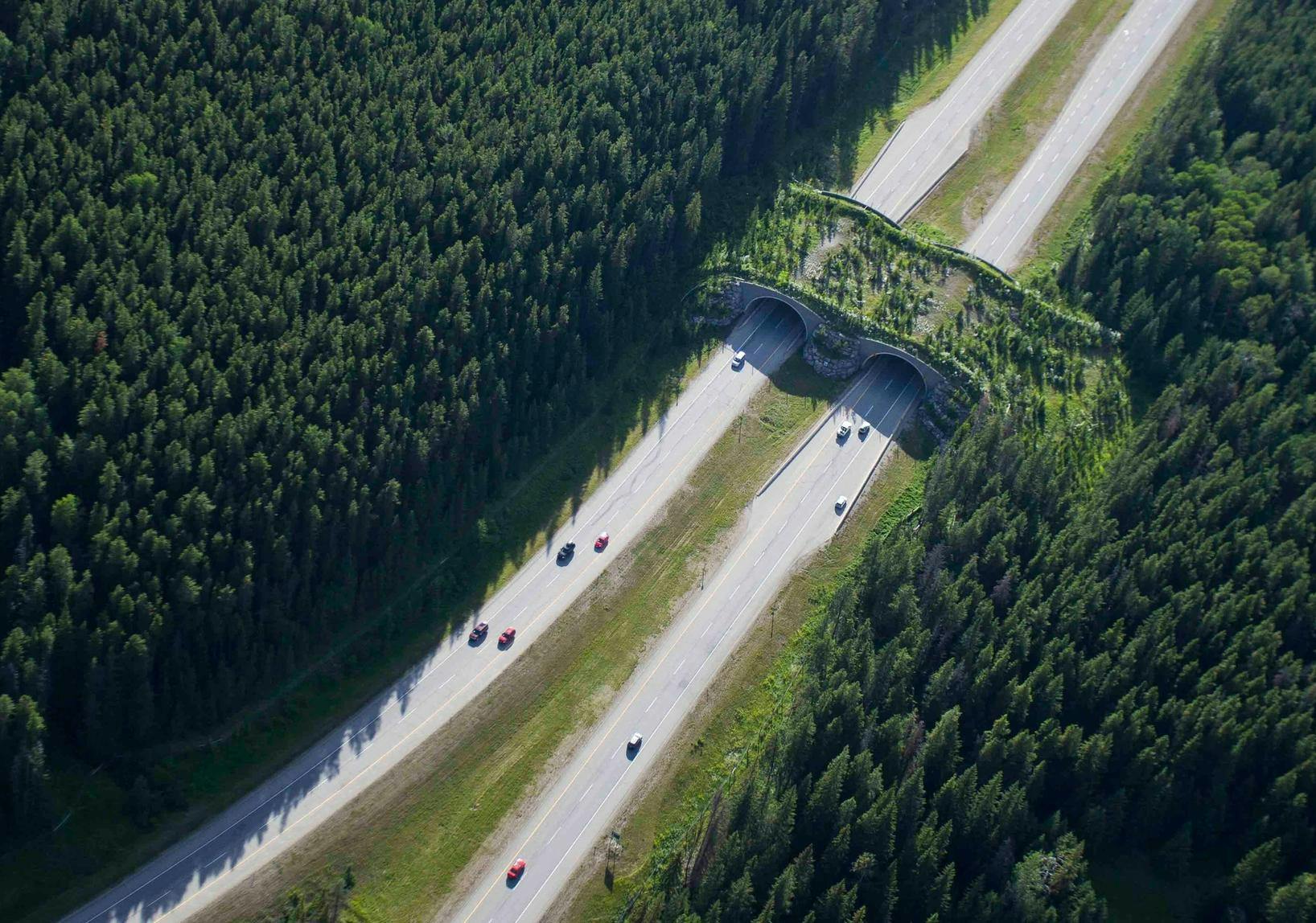 A wildlife overpass on Highway 1 in Banff National Park as seen from an aerial view.