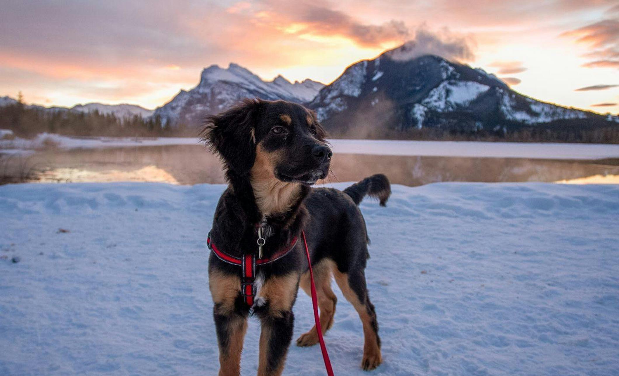 Puppy hiking Murph and Mogs Vermillion Lakes