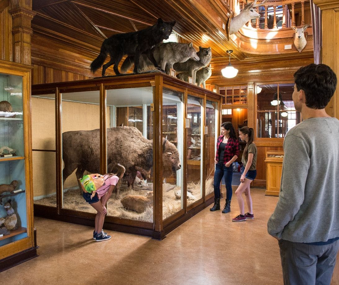 A family explores a wildlife museum and examines a large bison and several large wolves