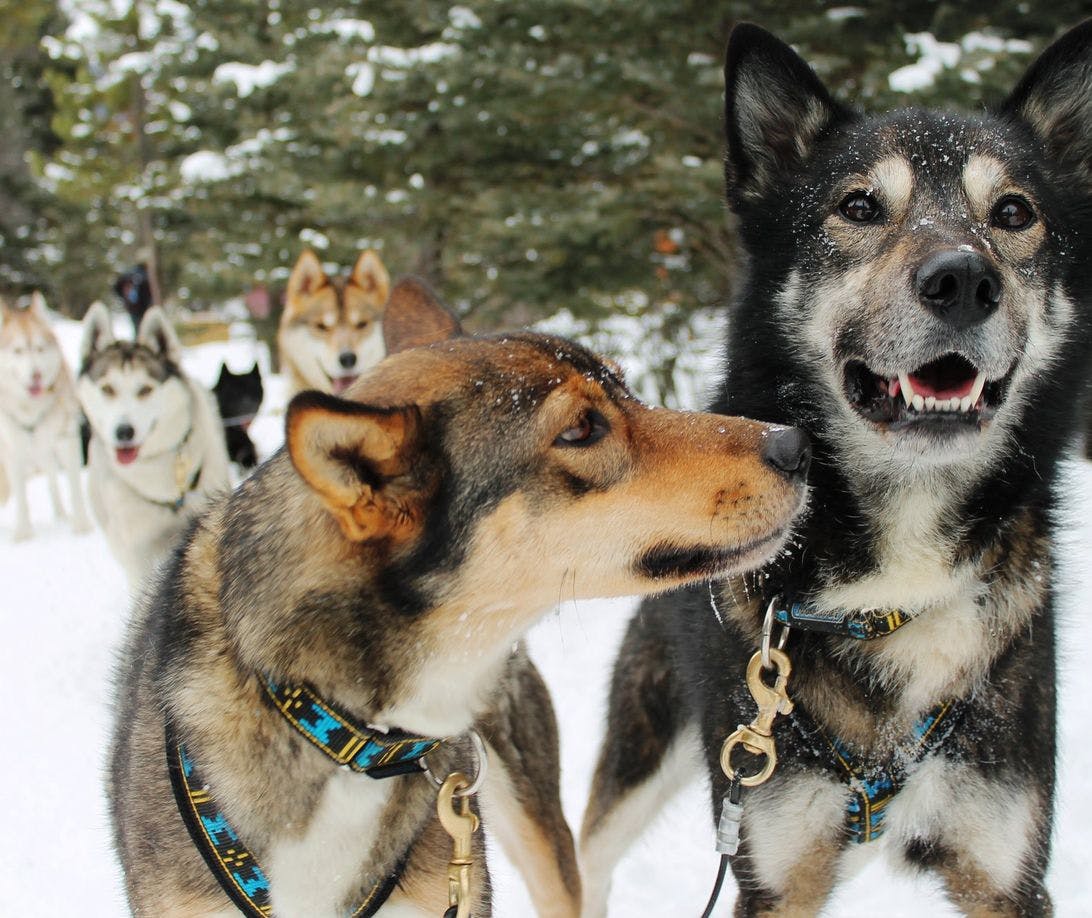Dog sled team with a sled in the background