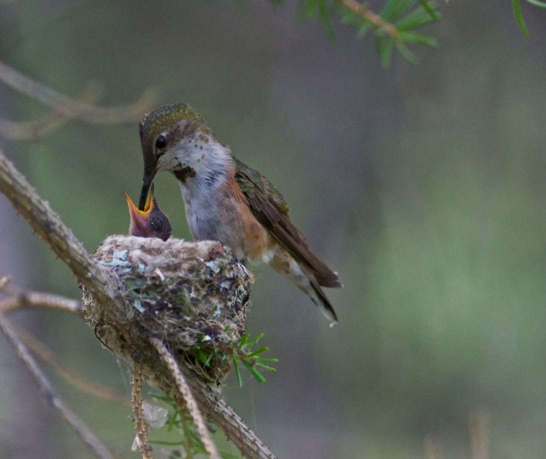 rufous hummingbird, Banff National Park 
