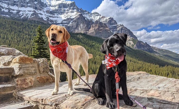 Two Dogs on Leash pose at Moraine Lake