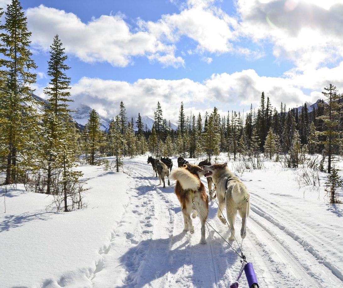 POV: You are sitting in a sled being pulled by a team of dogs across a snowy terrain bordered by tall trees and mountains