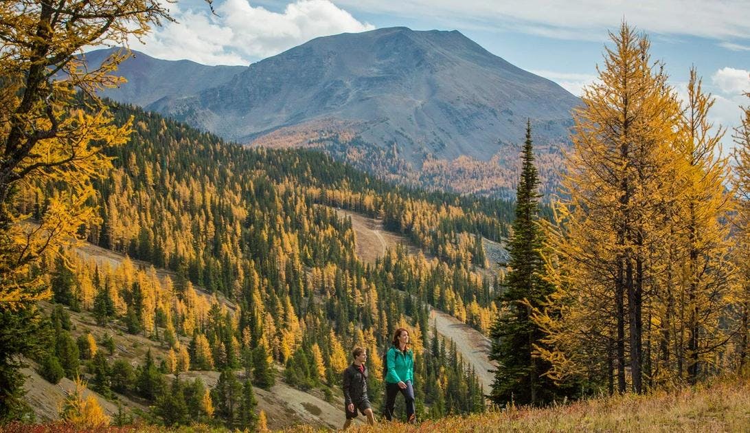 Hiking through the golden larches above Banff and Lake Louise