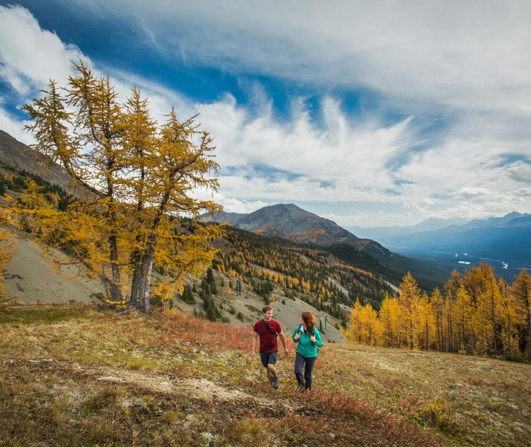 A pair of hikers walks through the golden larch forests of the Canadian Rockies.
