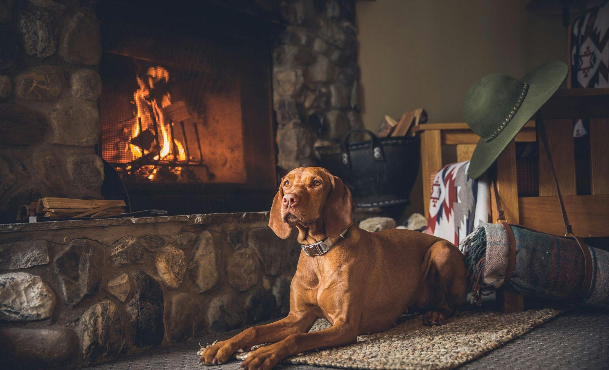 Dog in front of the fireplace at Emerald Lake Lodge