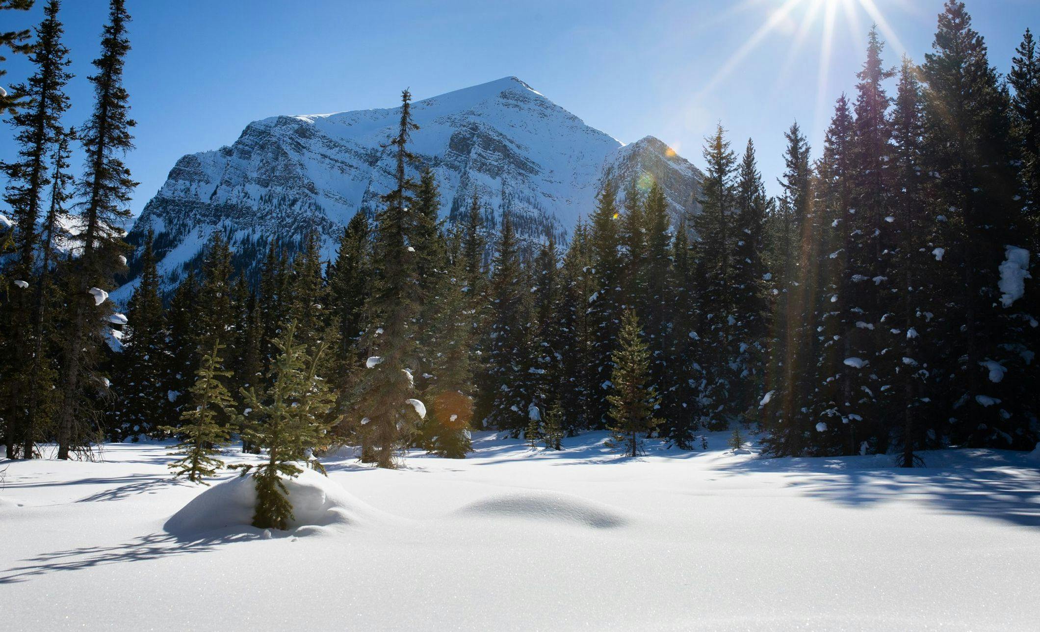 A forest is covered in a fresh blanket of snow that has not yet been touched. Sun beams down through snow covered trees and a snow-capped mountain can be seen in the background