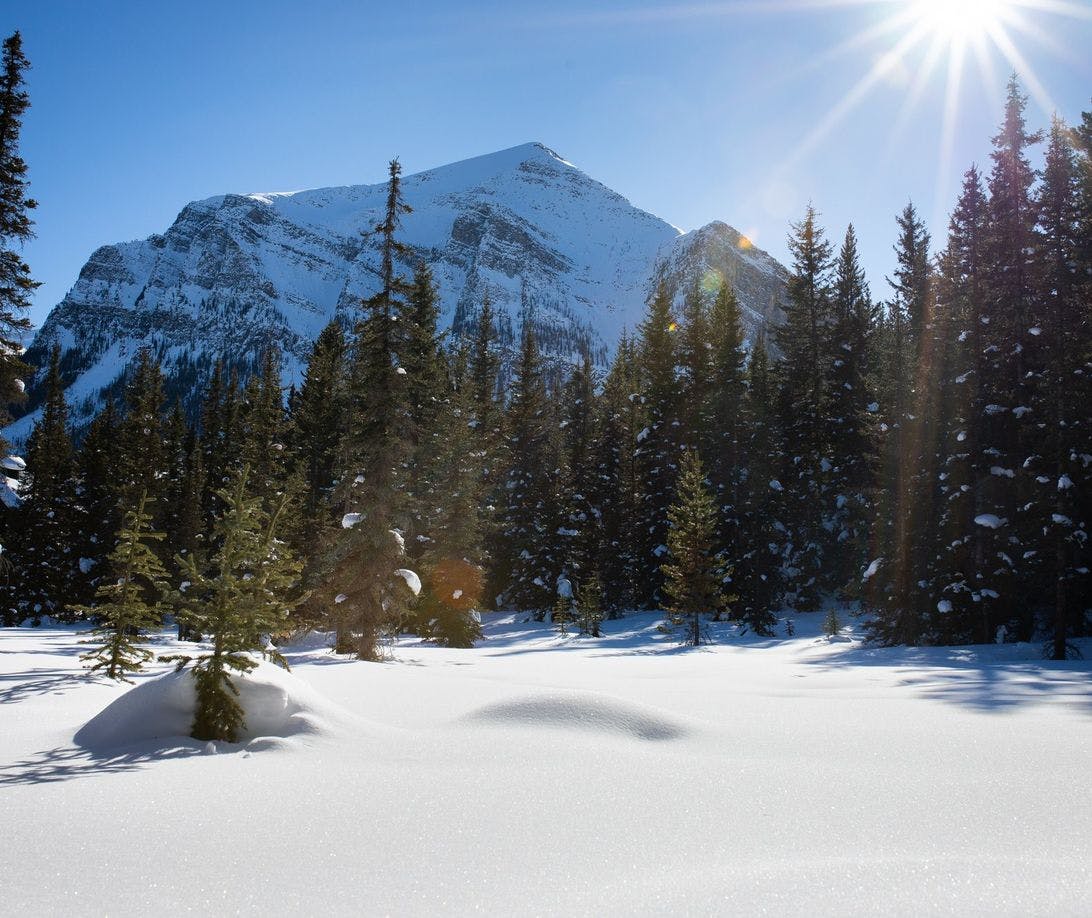 A forest is covered in a fresh blanket of snow that has not yet been touched. Sun beams down through snow covered trees and a snow-capped mountain can be seen in the background