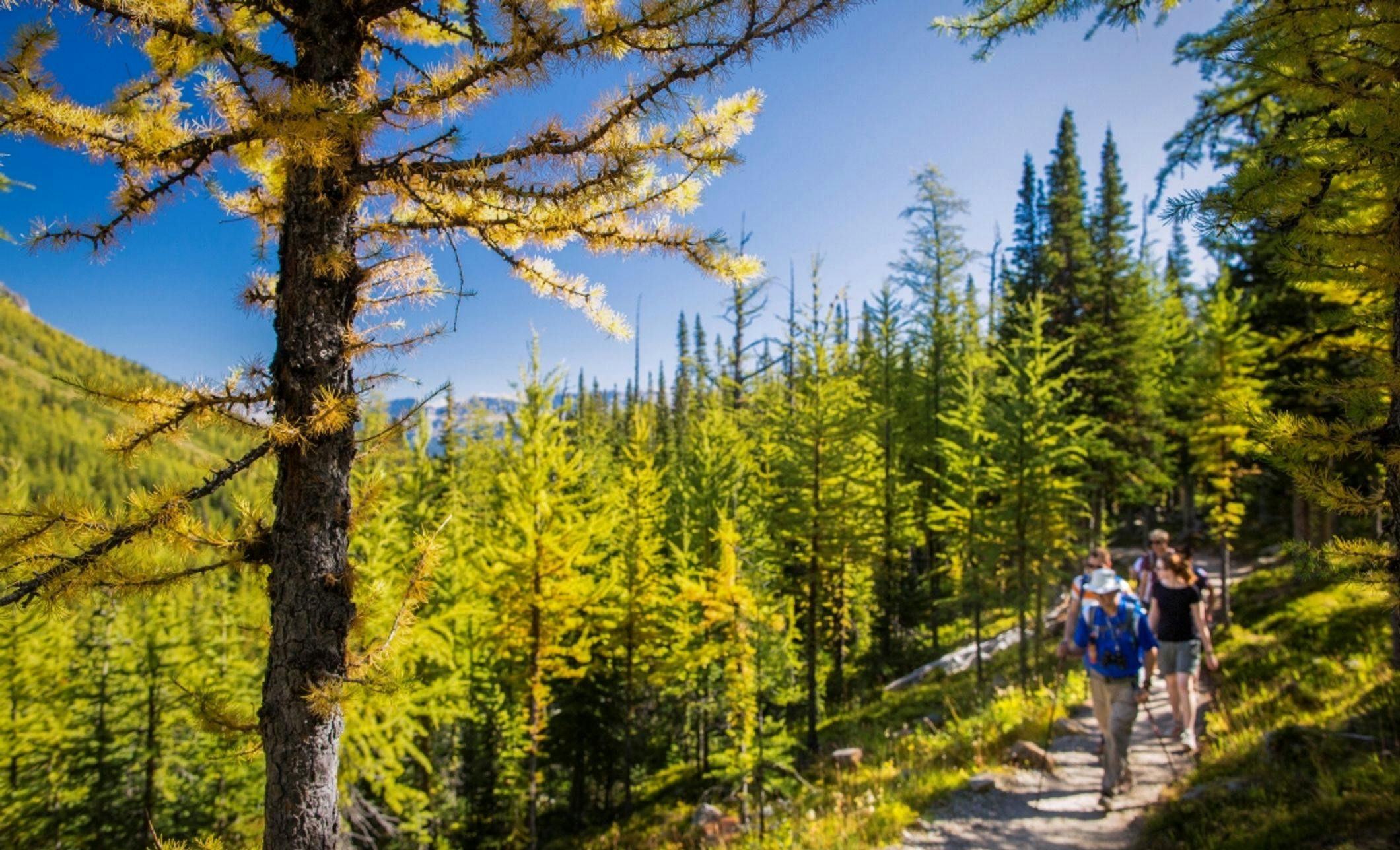 Discover Banff Tours Hike in a larch forest in the fall in Banff National Park.