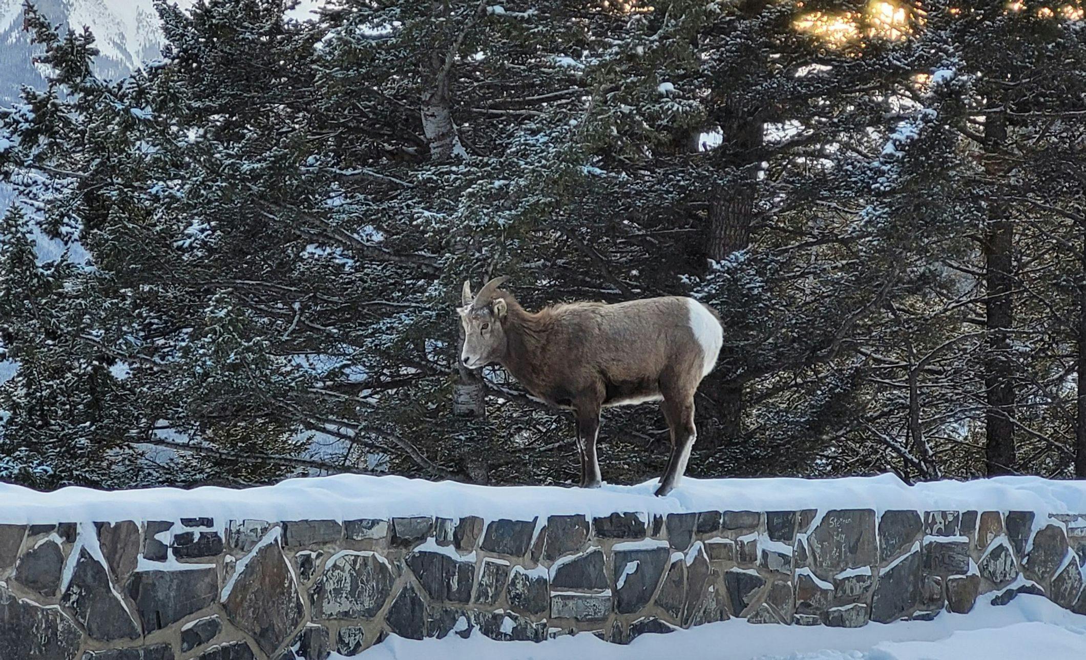 A big horn sheep standing on a ledge surrounded by snowy trees and deep snowfall